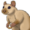 Rat: Golden Siamese